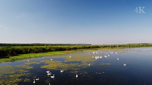 Natural Reservation - Swans in Delta