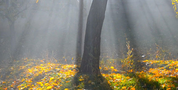 Forest Fog