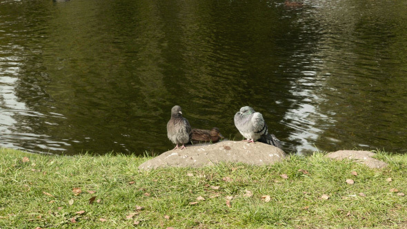 Pigeons on the Stone