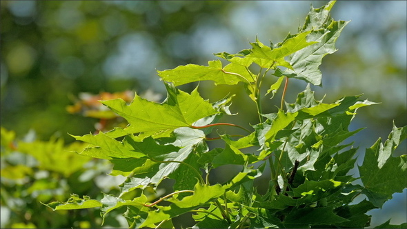 Maple Like Green Leaves Waving on the Air