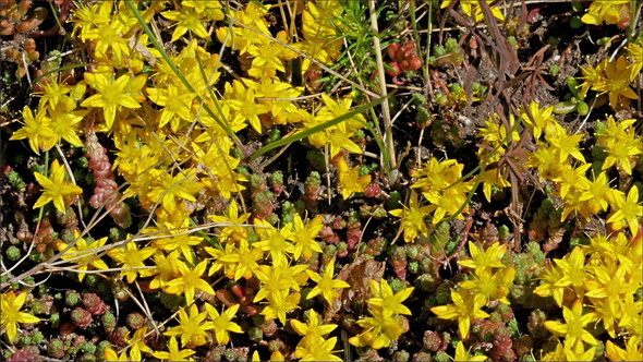 Yellow Leaves from the Vines on the Wall