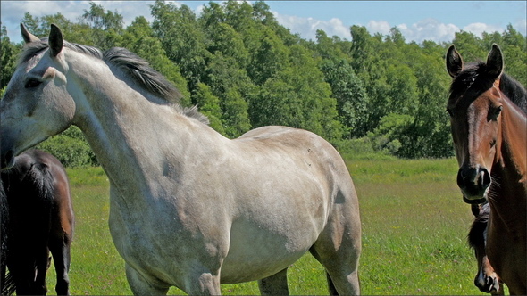 Four Big Horses Standing on the Grass