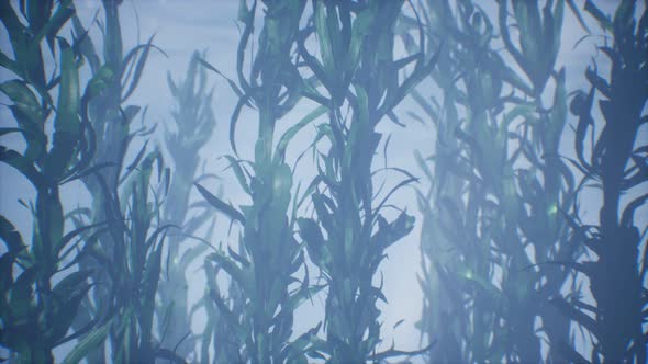 Underwater Grass Forest of Seaweed