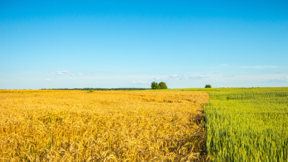 Wheat Field