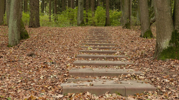 Stairs to the Top in the Autumn Forest