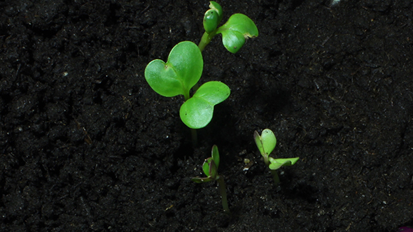 Young Green Sprouts On Organic Soil alt