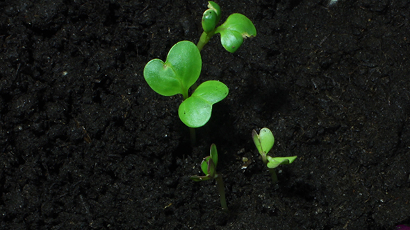 Young Green Sprouts On Organic Soil