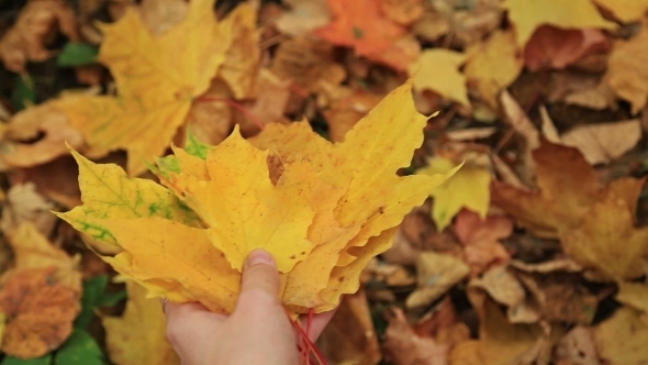 Woman Collects Fallen Autumn Maple Leaves