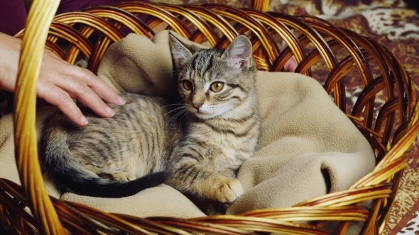 Kitten Sitting In a Basket