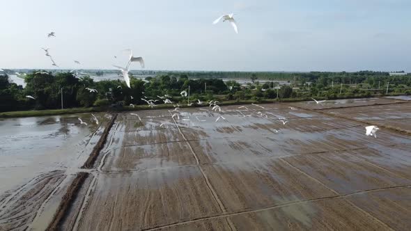 Aerial view of flying birds over flooded agricultural fields in Battambang,Cambodia.