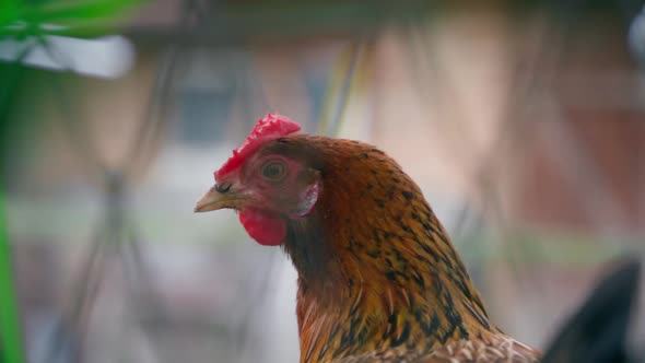 A Closeup Brown Chicken Looks Into the Frame Through a Mesh Fence