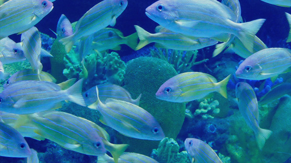 Tropical Fish School Swimming Around Reef