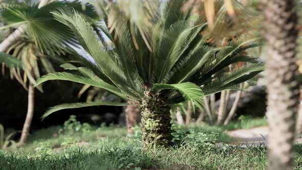 Tropical Palms and Plants at Sunny Day