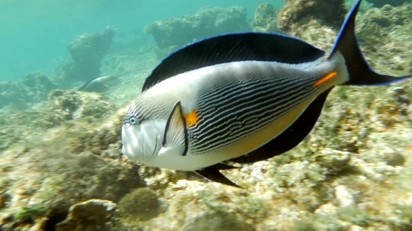 Sohal Surgeonfish Swimming In Coral Reef