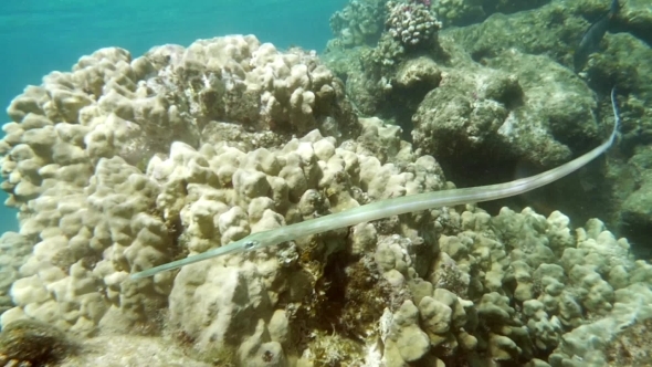 Swimming Pipefish, Coral Reef Dweller