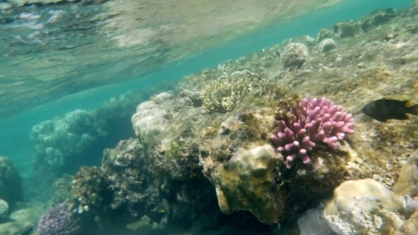 Coral Reefs In Shallow Sea Water