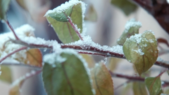 The First Snow Falls On Leaves On a Tree