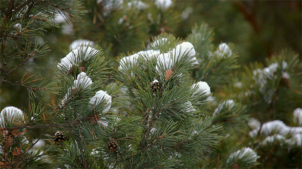 Winter Forest