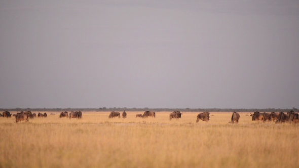 Wildebeests in Africa