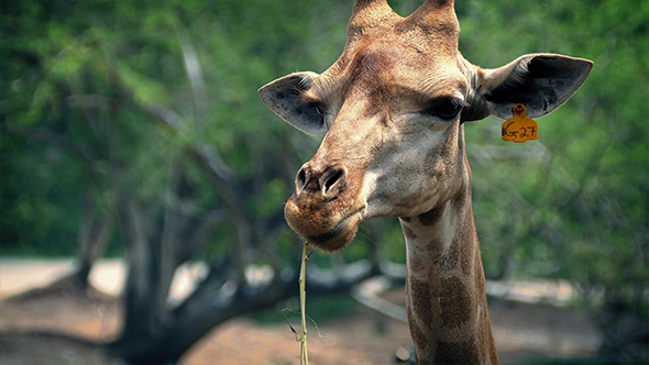 Giraffe Chewing Plants In Reserve