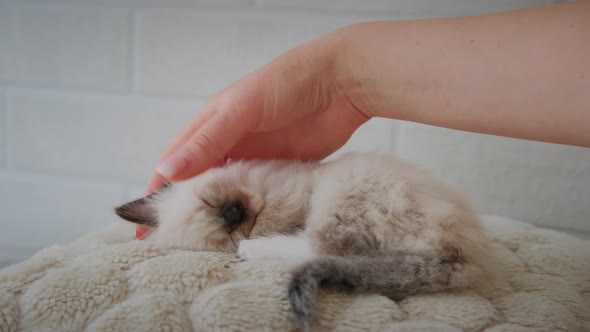 The Little Kitten is Sleeping and a Woman's Hand is Gently Stroking Him