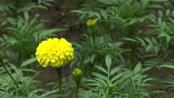 Yellow Flowers Blossoming in Spring Time