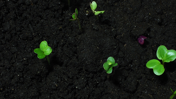Young Sprouts On Black Organic Soil