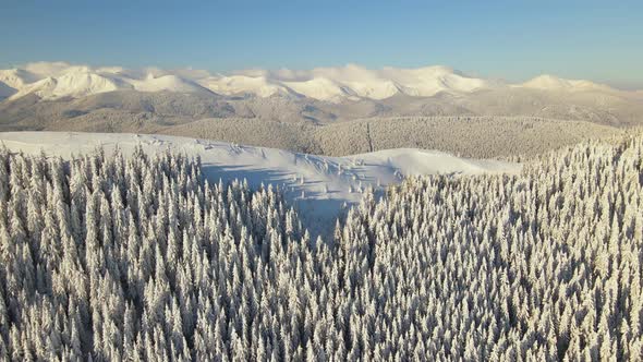 Aerial View of Winter Landscape with Mountain Hills Covered with Evergreen Pine Forest After Heavy