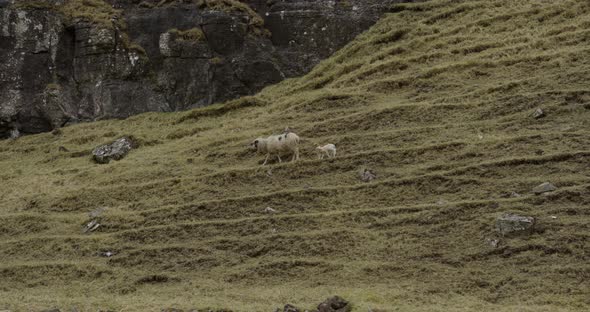 Wide Slow Motion of a Faroese Sheep and Lambs Walking on a Hillside