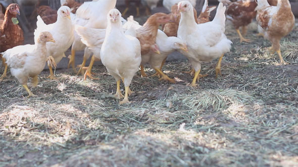 Chickens at a Poultry Farm