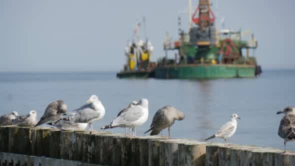 Seagulls Sit On The Breakwater In The Foreground