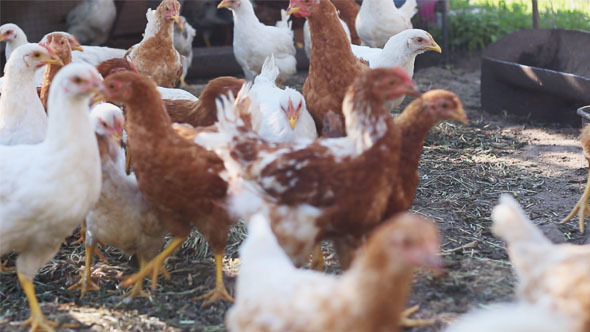 Chickens and Geese on a Farm