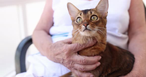 Elderly Woman Holds Beautiful Red Cat in Arms