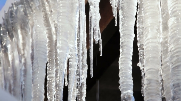 Group Of Big Melting Icicles At Spring Time