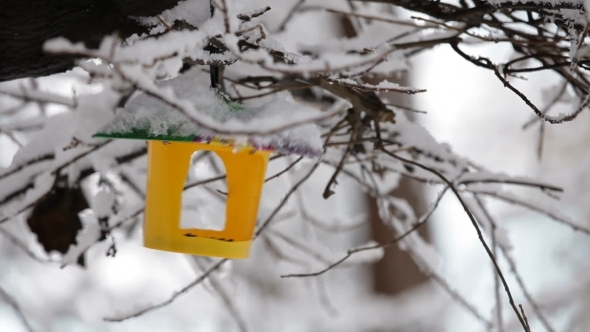 Bird Feeder Hanging On Snowy Tree Branch