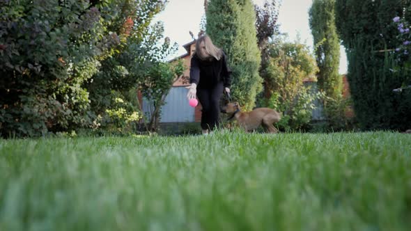 Playful German Boxer Puppy Chase Small Ball Dog Runs to the Camera in Slow Motion and Catches a Toy