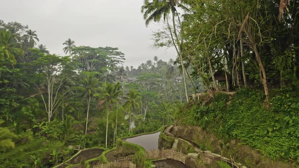 Drone Through Tegalalang Terraced Fields And Palm Trees