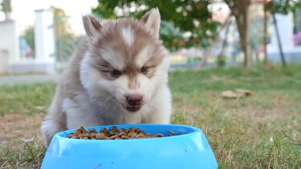 Cute Siberian Husky Puppy Eating Dry Food From Bowl