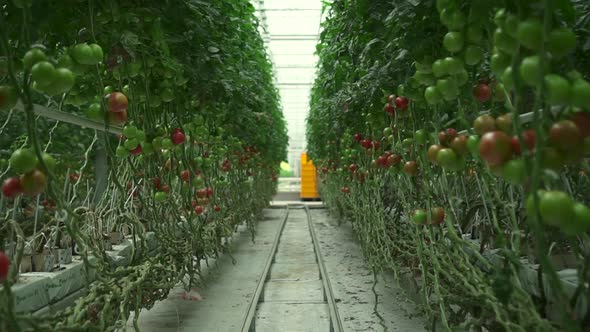 Row of Growing Tomato Plants and People Working in Greenhouse with Hydroponic Technology Spbd