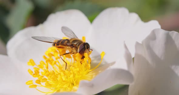 Hoverflies Flower Flies or Syrphid Flies Insect Family Syrphidae