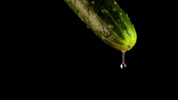 Drops of Clear Water Fall Down From Fresh Cucumber on Black