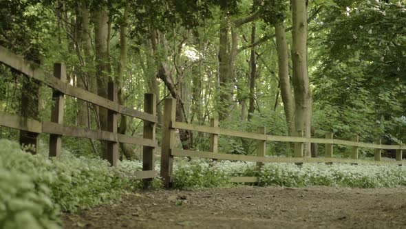 English ramson filled woodland wide landscape panning shot