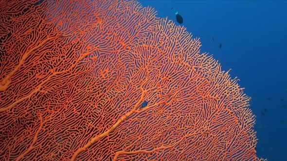 Red Sea Fan close up with blue ocean as backdrop