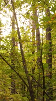 Vertical Video Forest with Trees in the Fall