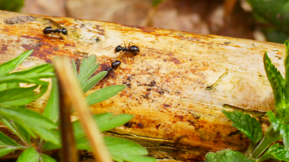 Ants Running Along The Trunk