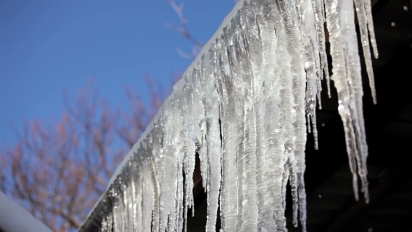 Row Of Long Melting Icicles At Thaw Time