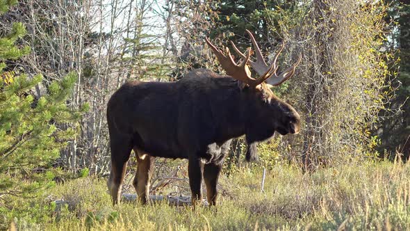 Bull Moose in the Wyoming Wilderness during the rut