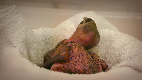 Baby Bird In Incubator