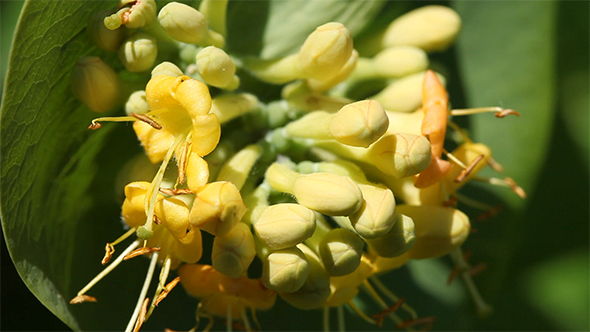 Honeysuckle