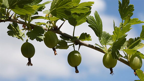 Gooseberries